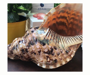 Wholesales Trumpet Triton <strong>Shells</strong> - Large Handicraft Seashell - Unique <strong>Shells</strong> From Vietnam - Cleaned <strong>Shell</strong> for Craft 99GD - Product Image 1