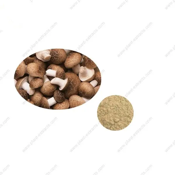 Best product shiitake mushroom powder 100% pure Japanese Forest-grown from raw shiitake mushroom high quality