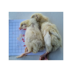 ペットのヘビ、トカゲ、ワニ、キツネ、タカ、皮、鳥の獲物などのための凍った日古いひよこ赤ちゃんのひよこ。