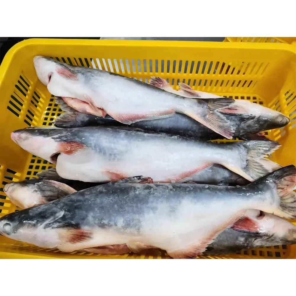 Obral besar kualitas tinggi ikan triko frozen panginting ikan harga grosir ikan Bea bulat