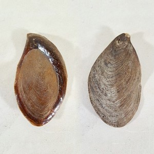 Murex conch operculum貝殻卸売バルク数量オニカoperculeシェルベトナム工場から - Product Image 6