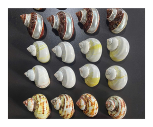 シーシェルコンチシェル天然クラフトハーフカットスプリットシーシェルCowrieシェル装飾 - Product Image 3