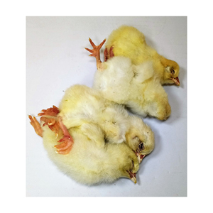 ペットのヘビ、トカゲ、ワニ、キツネ、タカ、皮、鳥の獲物などのための凍った日古いひよこ赤ちゃんのひよこ。