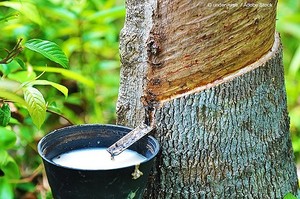 优质产品用全天然乳胶橡胶/优异的拉伸和韧性/经过测试和认证/越南制造