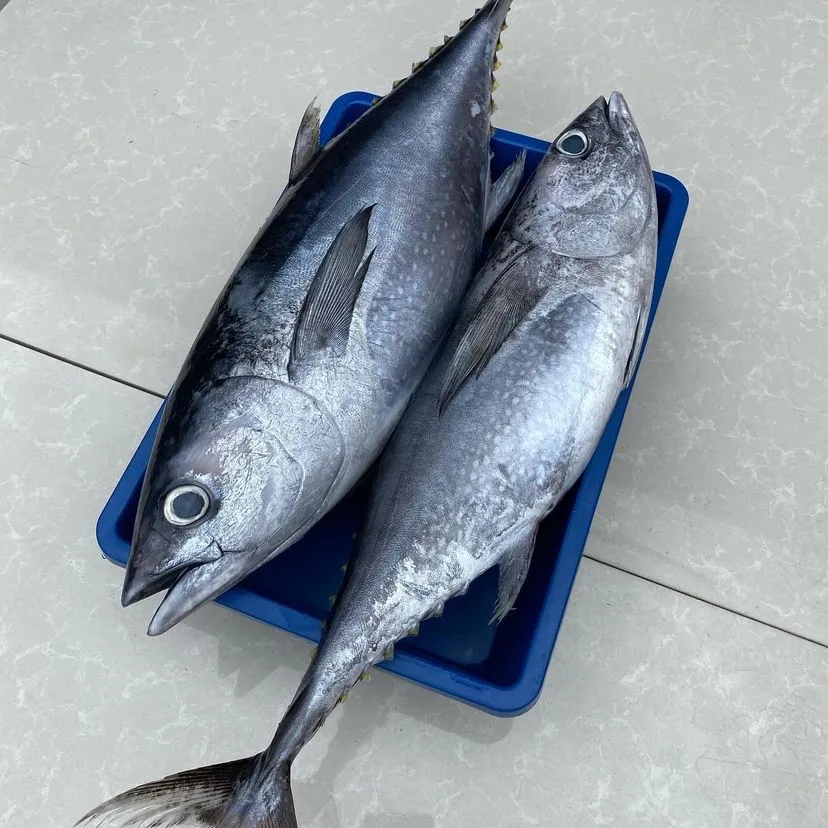اليابانية أفضل مميزة نكهة غنية الطازجة سمك التونة زرقاء الزعانف