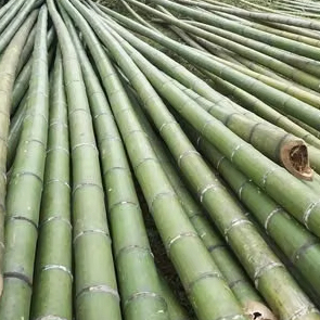 越南户外自然景观建筑用竹子多尺寸批发环保生竹干