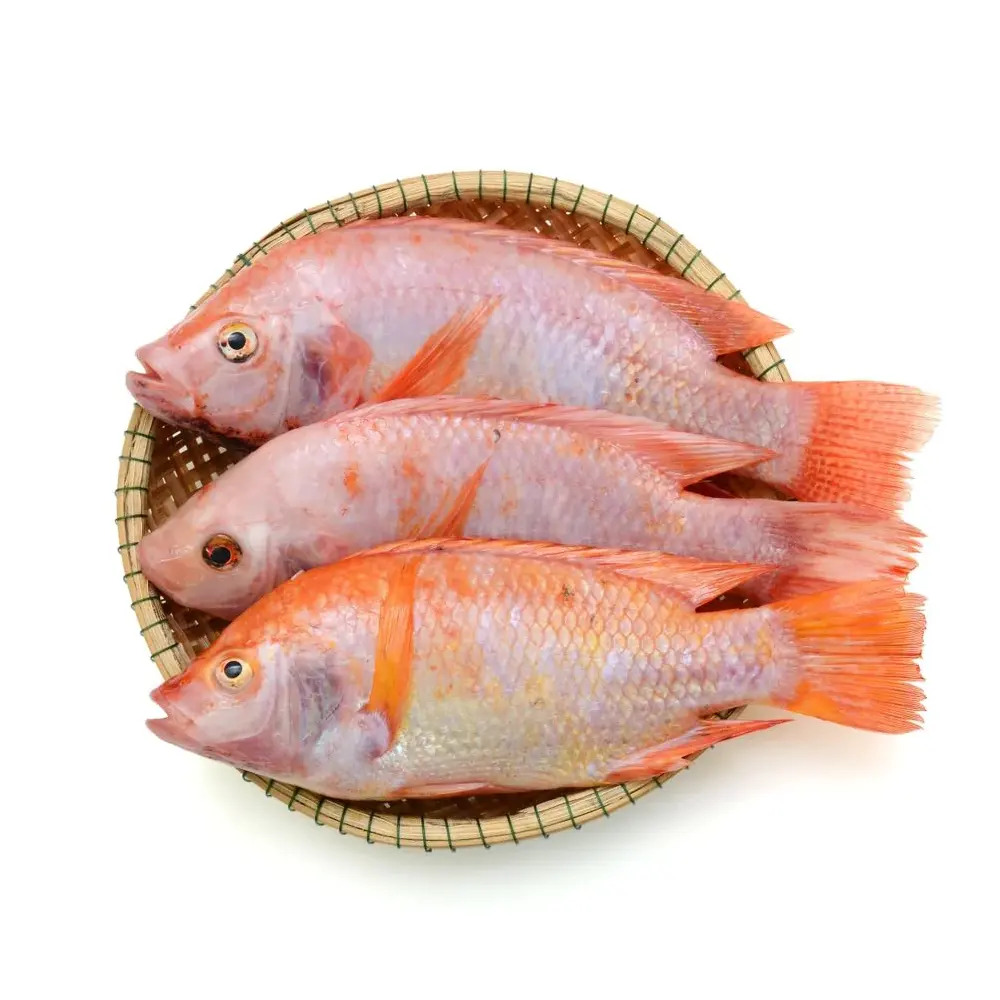 Hochwertige gefrorene Meeres früchte Gefrorener roter Tilapia Fisch Großhandels preis