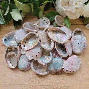 Schöne Qualität weiße Abalone Muscheln Großhandel polierte natürliche große Muschel roh sauber trocken blau grün Paua Muscheln - Product Image 2