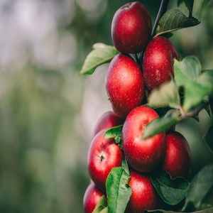 Direct Order Fresh Green <strong>Apples</strong> From Asia on Sales. Discount Prices - Product Image 5