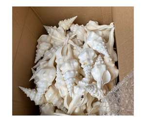 貝殻Fusinus Undatus天然貝殻装飾用 - Product Image 1