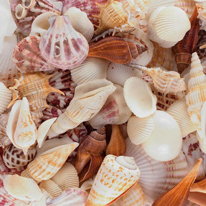 天然の海の貝殻を大量に乾燥させ、工芸品やお土産用の空の貝殻 - Product Image 5