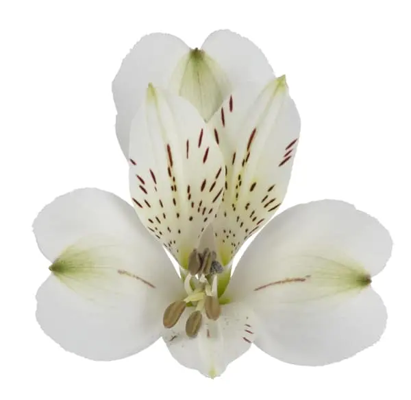 ช่อดอกไม้คริสต์มาสเคนยาช่อดอกไม้ตัดสดช่อกุหลาบอัลสโตรมีเรียสเตทิซช่อดอกไม้สีขาวขายส่งสหราชอาณาจักร