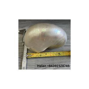 GROSSER GROSSHANDEL NAUTILUS SEA SHELL MIT/OHNE POLIERT FÜR HANDWERK DEKORATION GÜNSTIGER PREIS NAUTILUS SHELL IN VIETNAM - Product Image 4