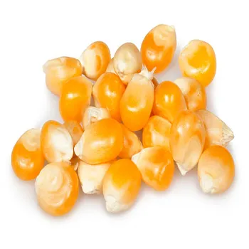 최고 판매 도매 가격 유기 높은 단백질 달콤한 흰색과 노란색 옥수수