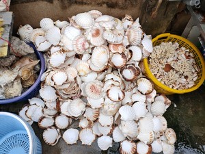Vietnam'da bir numaralı kaliteli deniz kabukları ve salyangoz kabukları - Product Image 2