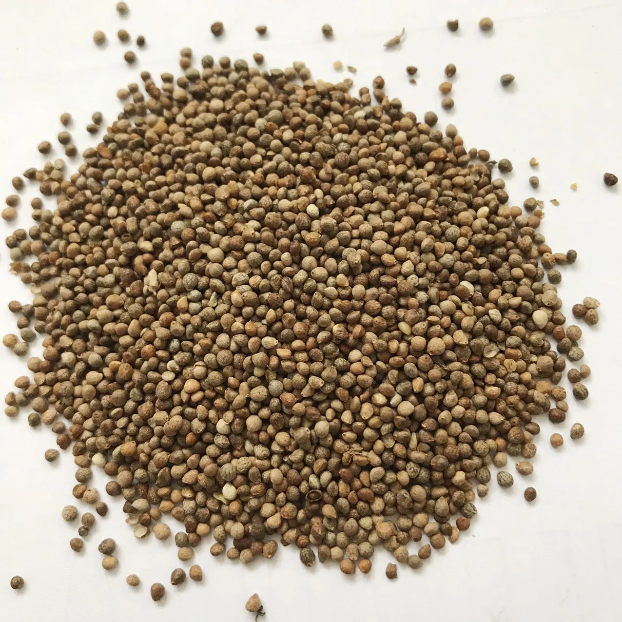 Vente de graines de périlla de haute qualité et à bon prix, graines de périlla biologique brutes