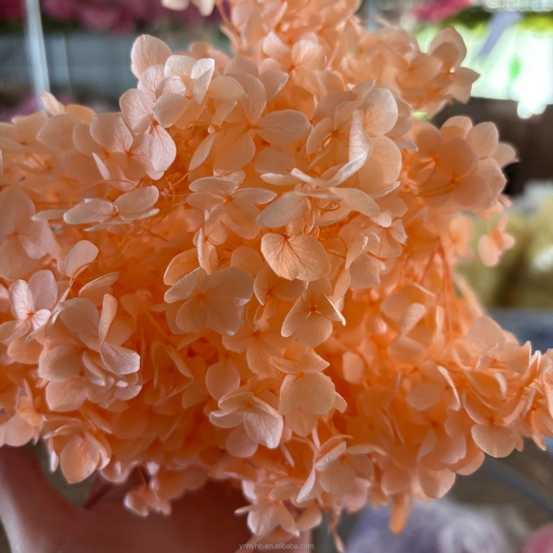 Arancione