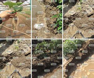 Blackking Hữu Cơ đất và phân bón lá Lỏng Công thức cho tăng cường Crop năng suất và tăng trưởng - Product Image 2