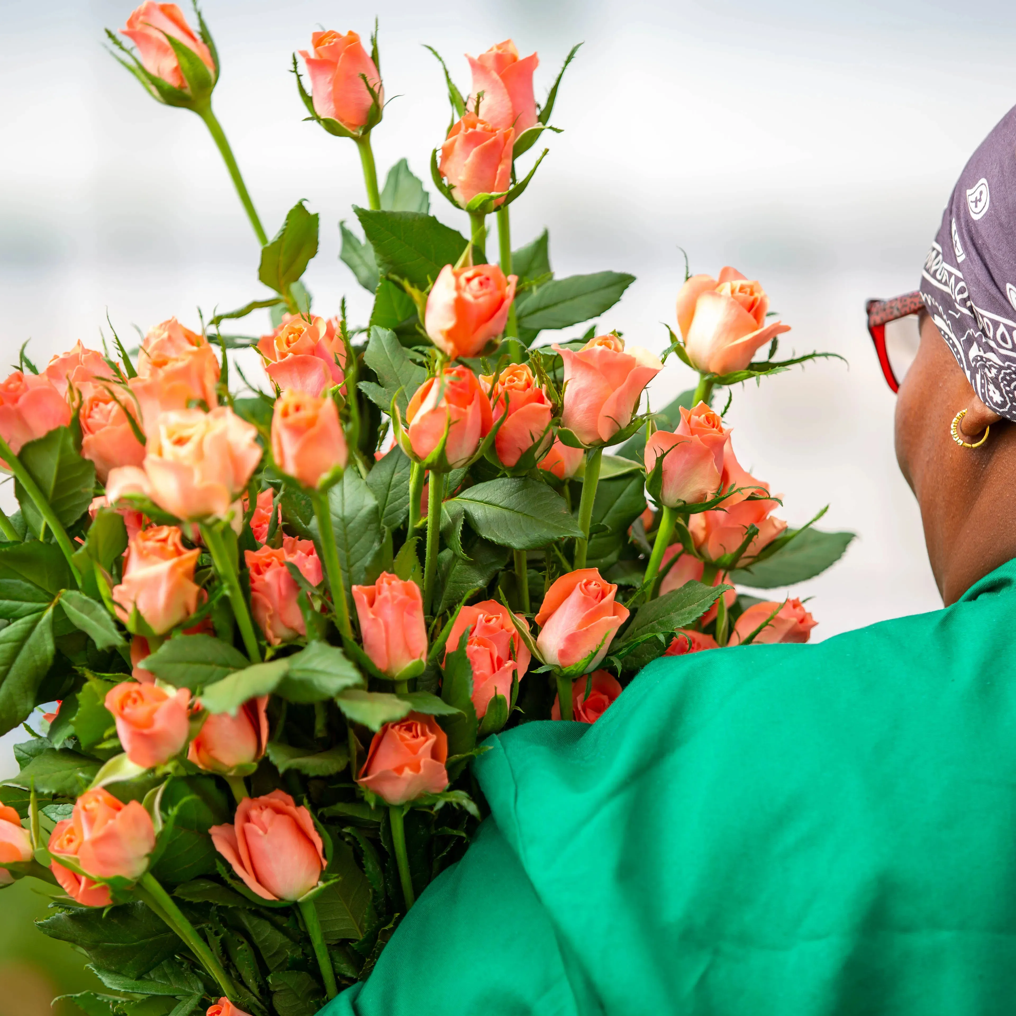 Flores al por mayor B2B Exportación Premium Kenyan Fresh Roses Bi Orange Large Headed 62cm Stem Retail Roses Fresh Cut Flowers