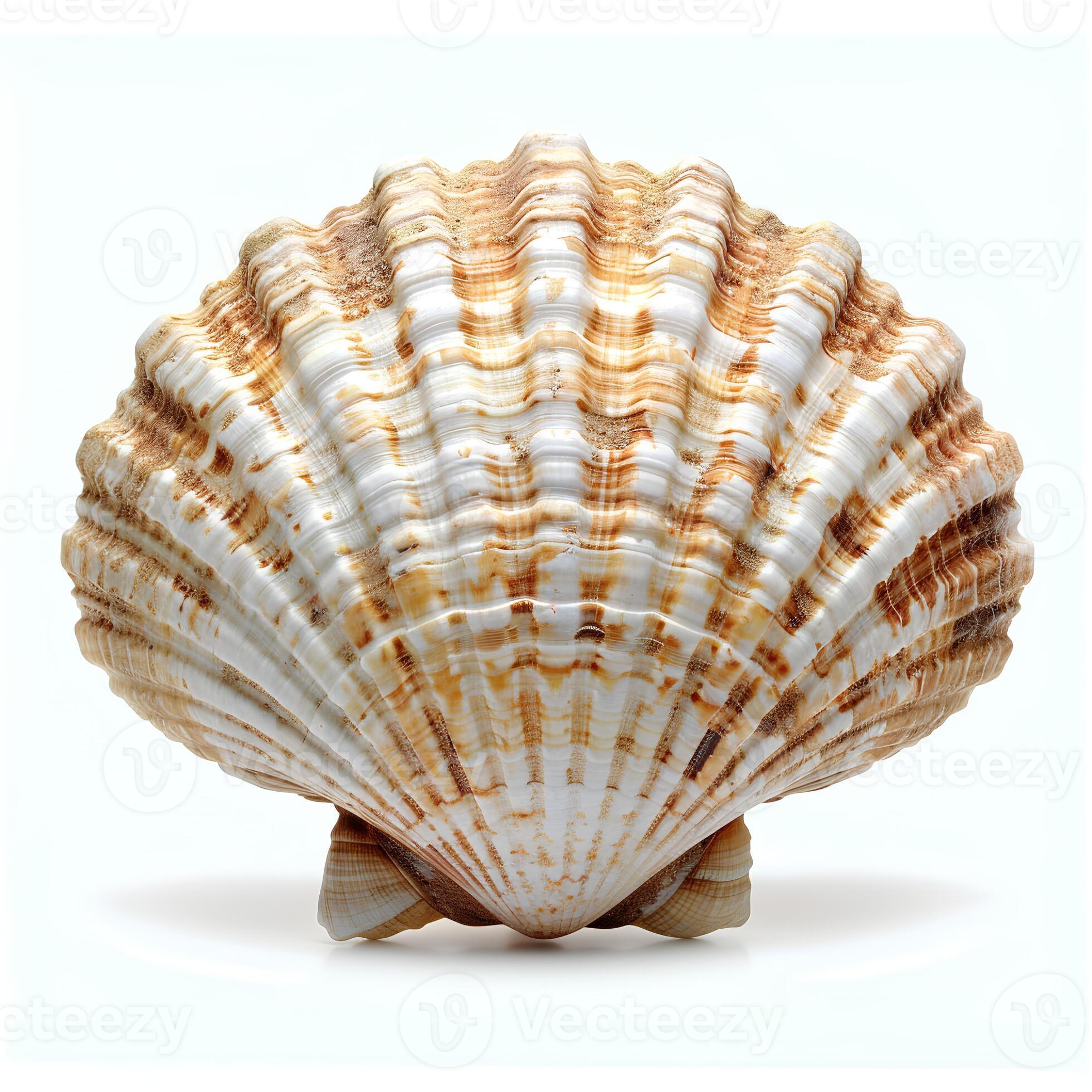 White / Beige / Brown / Mixed Ocean Colors / Custom Shade