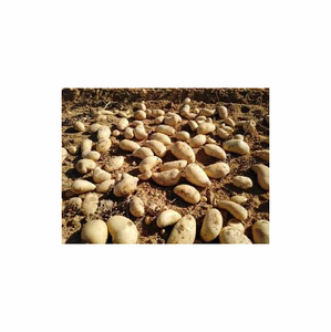Yüksek kalite ile taze tatlı patates sıcak satış tatlı patates mor yam fabrika düşük fiyat paketi ile yeni mahsul tatlı patates - Product Image 6