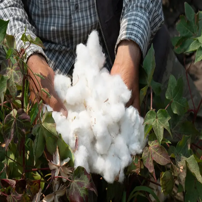 Algodón de primera calidad con tacto sedoso | Algodón crudo-Productos textiles