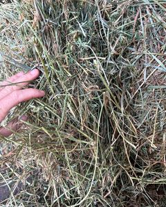 廉价优质阿尔法法干草苜蓿干草动物饲料出售批发牛马牛鸡宠物阿尔法法干草动物