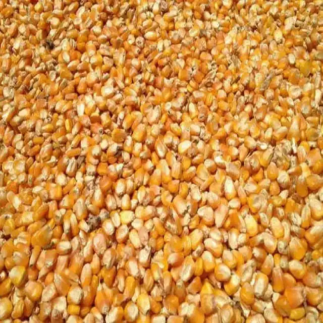 Impor jagung jagung jagung kuning tidak GMO/jagung kuning & jagung putih/jagung jagung kuning kering udara dijual 50kg kemasan