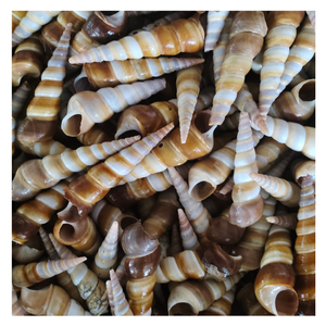 En çok satan deniz kabukları renkli deniz kabuğu ile karışık çeşitli boyutlarda Premium kalite deniz kabukları ihracat için ucuz fiyata - Product Image 1