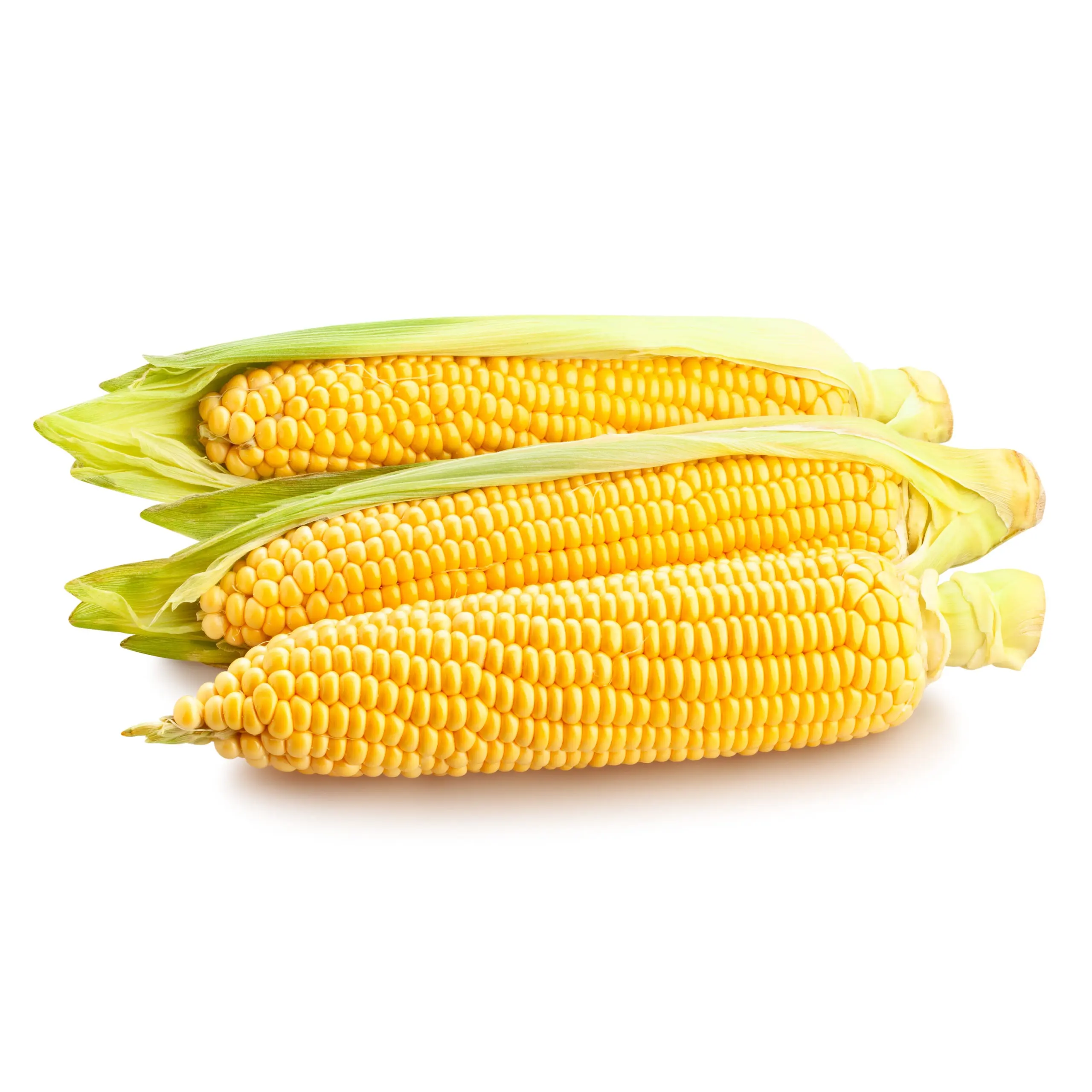 Maíz amarillo al por mayor/maíz amarillo para consumo humano maíz amarillo no GMO/maíz amarillo