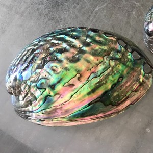 Toptan abalone kabuk anne inci <span class=keywords><strong>paua</strong></span> ham deniz kabuğu iyi fiyat Vietnam mavi Abalone kabuk/iki taraflı cilalı kabuk