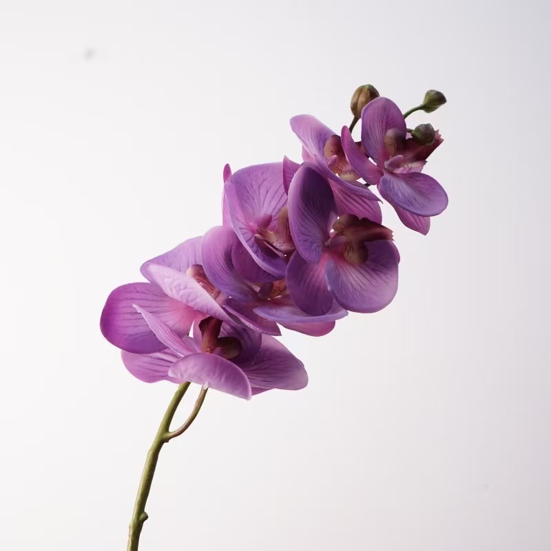 Nuovo viola