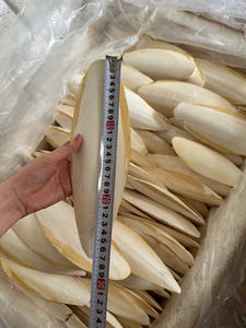 Terbaik penjualan cumi-cumi tulang kalsium alami sumber untuk burung peliharaan kura-kura kelinci paruh perawatan Shell mendukung kerajinan 2025 - Product Image 2