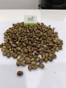 Fasule kastor - Product Image 4