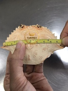 เปลือกปูวัสดุธรรมชาติในเวียดนาม - Product Image 4