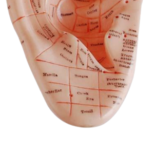 Y tế khoa học nóng bán massage châm cứu tai mô hình 17cm mô hình giáo dục - Product Image 3