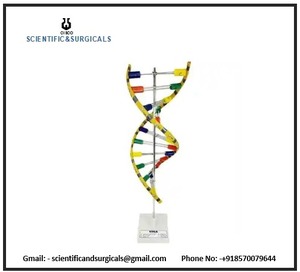 D.N.A. Model seti renkli bazlar, DNA laboratuvar kullanımının doğru sırayla üç boyutlu modelinde bir araya gelir - Product Image 3