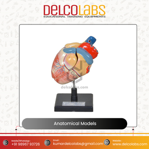 Öğrenciler için tıbbi bilim anatomik modeller İnsan kulak kalp beyin akciğerleri sindirim solunum sinir kafa dolaşım modeli - Product Image 5
