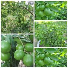 Wholesale Organic Seedless Lime Competitive Price Fresh Lemon and Grapefruit <strong>Pomelo</strong> for Export Cultivated in Vietnam - Product Image 3