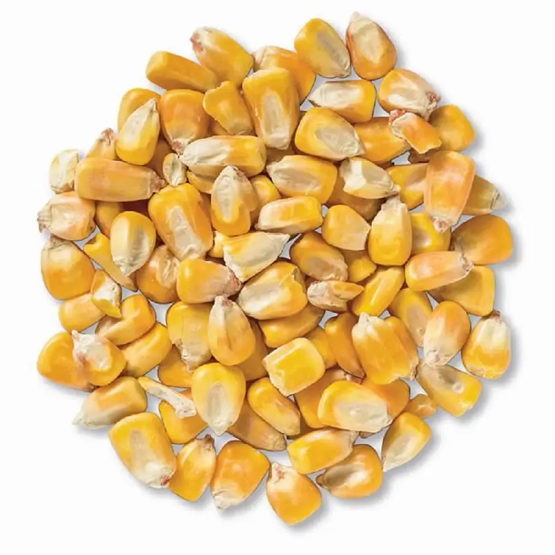 الذرة الصفراء والذرة البيضاء/من أجل تغذية الحيوانات أو الاستهلاك البشري للبيع