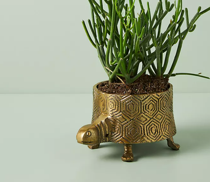 Turtle Brass