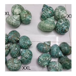 Conch Shell aus Vietnam in Grün und Weiß für Shell-Sammlungen und Kunstprojekte von 99 Gold Data Exporter - Product Image 5