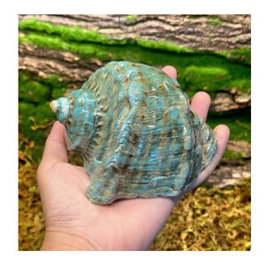 Conch Shell aus Vietnam in Grün und Weiß für Shell-Sammlungen und Kunstprojekte von 99 Gold Data Exporter - Product Image 3
