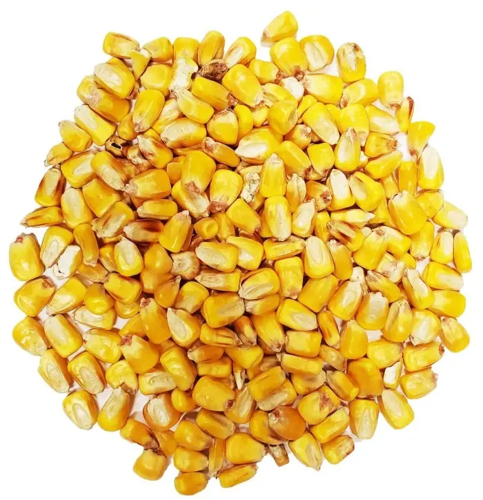 Grãos de maize de milho branco de alta qualidade para alimentação de animais
