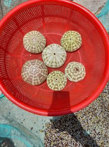 [2024] SEA URCHIN <strong>SHELL</strong> MANY COLOR AS BIG AS ONIONS for HANDICRAFTS BEST PRICE in the HIGH QUALITY <strong>MARKET</strong>. - Product Image 3
