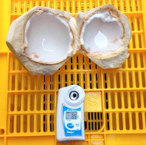 True Fruits Young <strong>Coconut</strong> from Vietnam Inverted Diamond <strong>Shape</strong> with Bamboo Plastic Straw Easy Open and Easy to Drink Fresh Pulp - Product Image 3