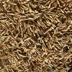 Premium Festuca rubra trichophylla & kuat merayap merah benih fescue. Pembentuk toleransi garam tinggi dengan cepat. (Greenlight DLF) - Product Image 3