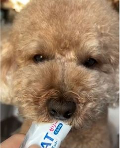 Nhu cầu cao cấp thú cưng mồ hôi thạch chăm sóc sức khỏe bổ sung sản phẩm chăm sóc sức khỏe Nam Việt Quất cộng - Product Image 3