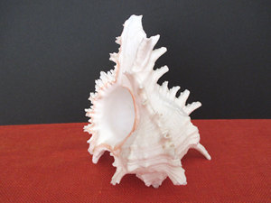 Large Size Trumpet Seashells Triton Seashell Conch <strong>Shells</strong> Natural Sea <strong>Shell</strong> Originated From Vietnam - Product Image 6