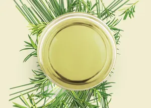 Pure Tea Tree Essential <strong>Oil</strong> for Skin Care and Wellness - 100% Natural Formulation for Export Selling at Economical Price - Product Image 2